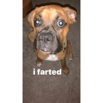 fartgang