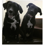 dog group [real]
