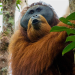 -Orangutan Group-