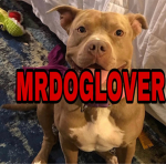 MRDOGLOVERGROUP