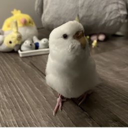 in loving memory of a bird
