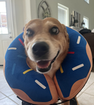 Harley dog fan group