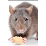 <3Rats Squad<3