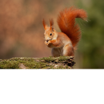 THE GROUP FOR SQUIRRELS