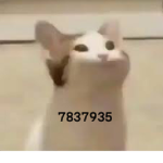 Cats is best
