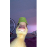 ducky clane