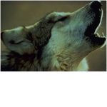 wolves rock !