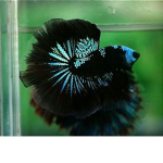 Fish fact group