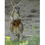 Kangaroo Gang!
