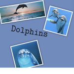 Bubbly Dolphins