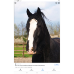 Black white horses
