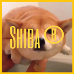 Shiba®