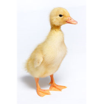 DuckyPros