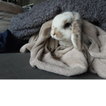 Bunny studio,s
