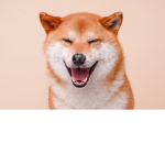 욕배틀이다