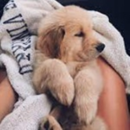 dogs