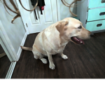 Lucy dog