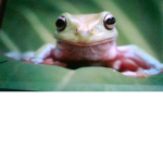FROGS UNITED!!