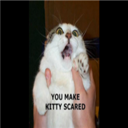 funny cat Roblox decal
