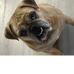 Turkey The Bulldog