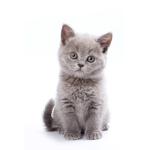 cate_grey