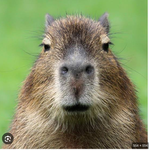 Capybara fan!!!!!!!!!!