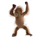AHRANS MONKEY SQUAD