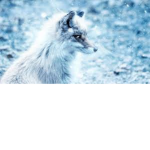 Arctic Fox Twins Fan Club <3