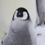One Piece Penguin Pirates