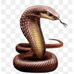 Snake Group!
