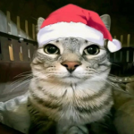 Royal Cat Studios