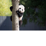 Stanleylil Panda's!!!