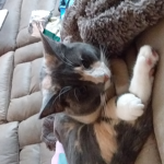 Cats are you