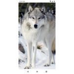The Holy Wolves