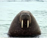 Walrus Vampires