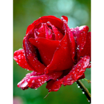 Real Roses Shine Bright
