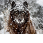 Wolf Forever Group