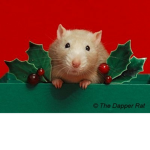 The rats dance