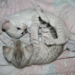 kittns r cute :P