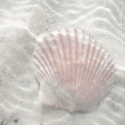 ˗ˏˋ 🐚 ｡ ˚ . 🫧  ♡ . 🌺