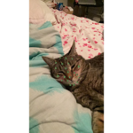 Join if you like cat<3