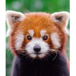 The cool Red Panda gang