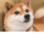 Fluffydogelovers
