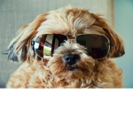 Da cool dog