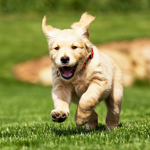 Puppy Luvrs/Puppy Experts clan/group
