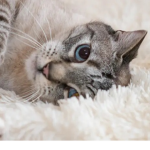 *eCat