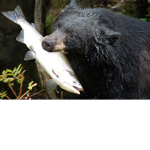 TheBrownBear
