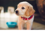 CutePuppyFanGroup