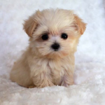 Puppy loves DOGS
