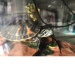 #savetheTurtles sqaud